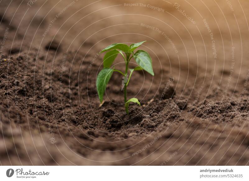 Planting green young seedling of plant pepper in a brown soil. Young fresh sprout in greenhouse or outdoors. Spring garden activity. Concept of agriculture, gardening. Copy space pace, macro, close up