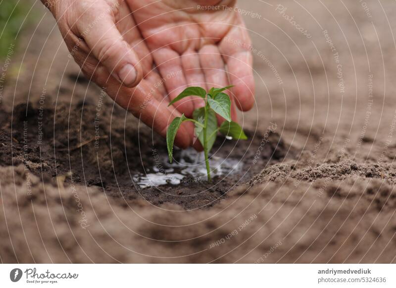 Agriculture. Senior farmer's hands with water are watering green sprout of peper. Young green seedling in soil. Water drops, new life of young sprout. Spring gardening. Sprouted seed in fertile soil