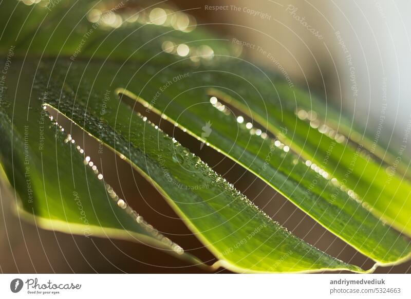 Close up of water drops on fresh monstera minima or rhaphidophora tetrasperma houseplant leaf indoors. Green leaf texture with drops of water. Concept plant care, watering, moisturizing, gardening