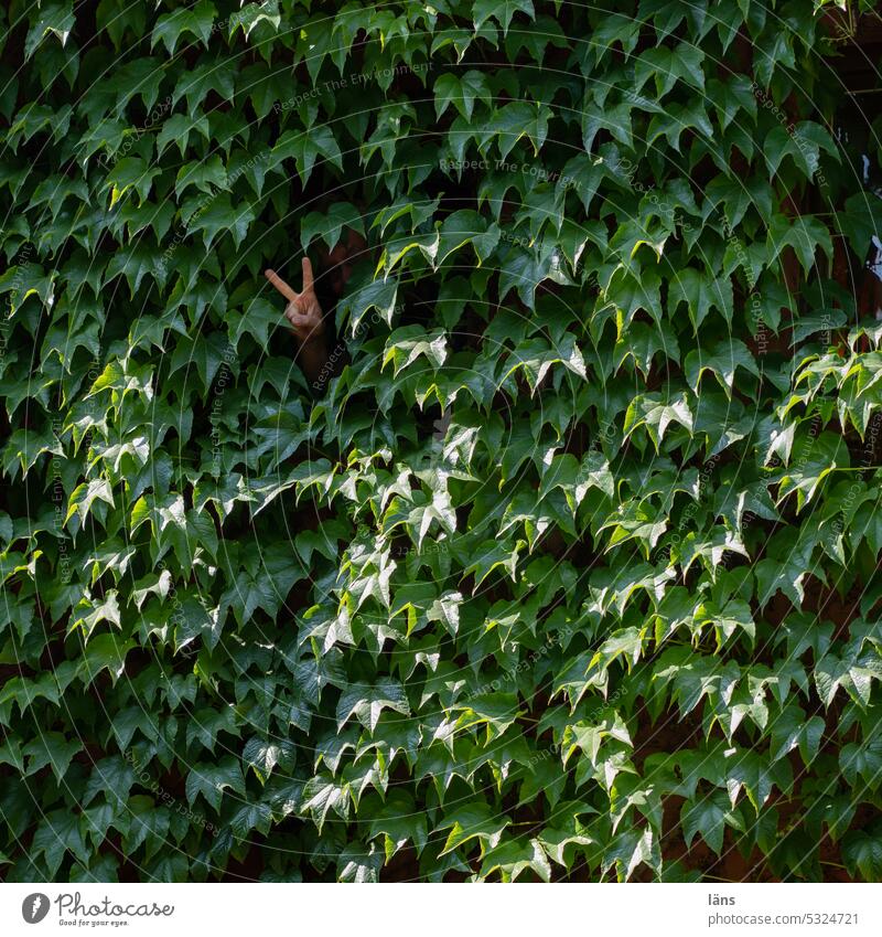 Lost Land Love ll green peace Peace sign hand Green peace Hand Virginia Creeper wall greening Symbols and metaphors Solidarity Sign Hope Peace Wish Humanity