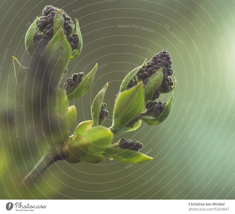 Flower buds of the lilac ( Syringa vulgaris ) flower bud lilac blossom Nature Violet purple Spring Shallow depth of field Plant Blossom Detail Mother's Day