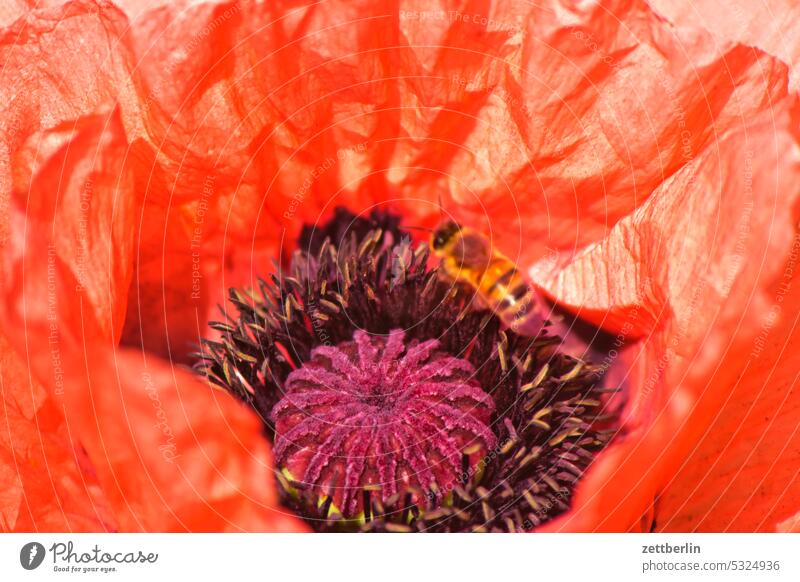 Poppy flower with wild bee blossom Blossom Twilight Relaxation awakening holidays spring Spring spring awakening Garden allotment Garden allotments bud Deserted