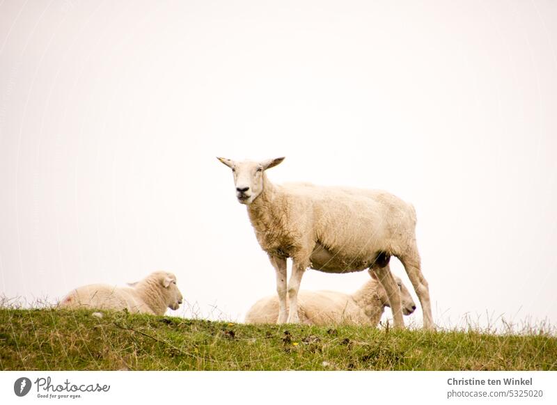 Three dike sheep Dike Sheep Dike top Nature Animal Green North Sea Summer Grass Sky Meadow Farm animal cloudy sky hazy weather Dike maintenance Clouds