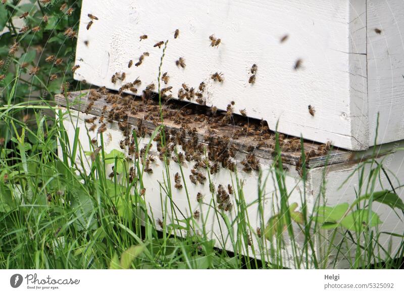 many bees on one hive Bee Beehive honey collector Bee-keeping beekeeping Honey bee Nature Colony Summer Many bee colony Diligent Flying Crawl Grass