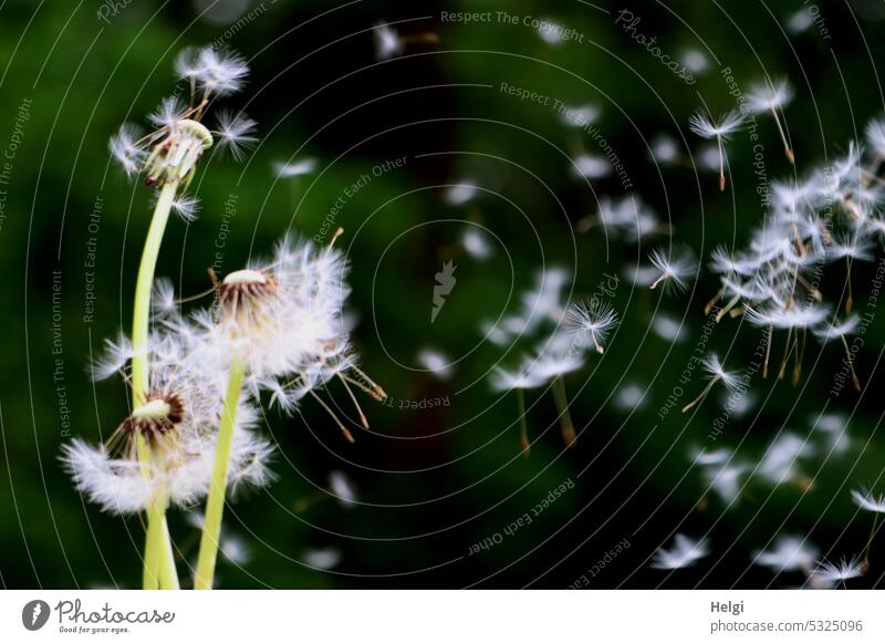 Flight lesson - dandelion seeds flying through the air against dark background Dandelion Sámen seed stand umbrella Flying Many Plant Nature Spring