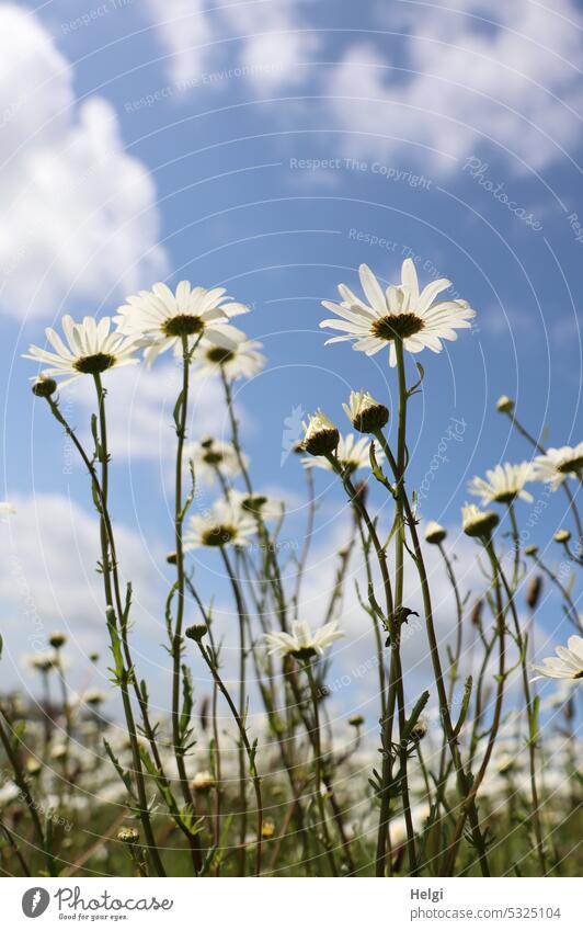 Frog perspective | blooming daisies against blue sky with clouds margarite Flower Blossom blossom wax Spring Sky Clouds Blue buds Nature Plant Summer