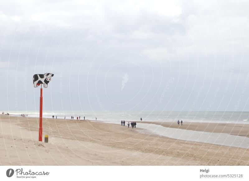 the cow on the beach II - as a guide, many tiny appearing people walk on the beach Beach coast North Sea coast Netherlands dutch Sand Cow characteristics