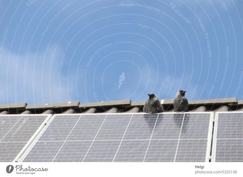 two young jackdaws sitting on a solar panel Bird Jackdaw Young bird Roof first Solar system stream Power Generation Power generation Energy industry Solar cells