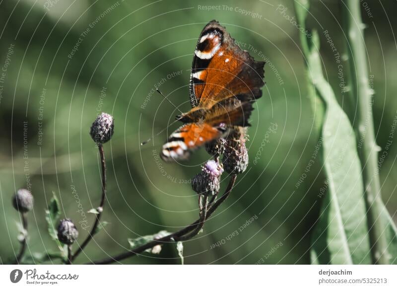 PrettyDay peacock butterfly takes a break from flying Butterfly Insect Nature Animal Close-up Animal portrait Wild animal Detail Grand piano Colour photo