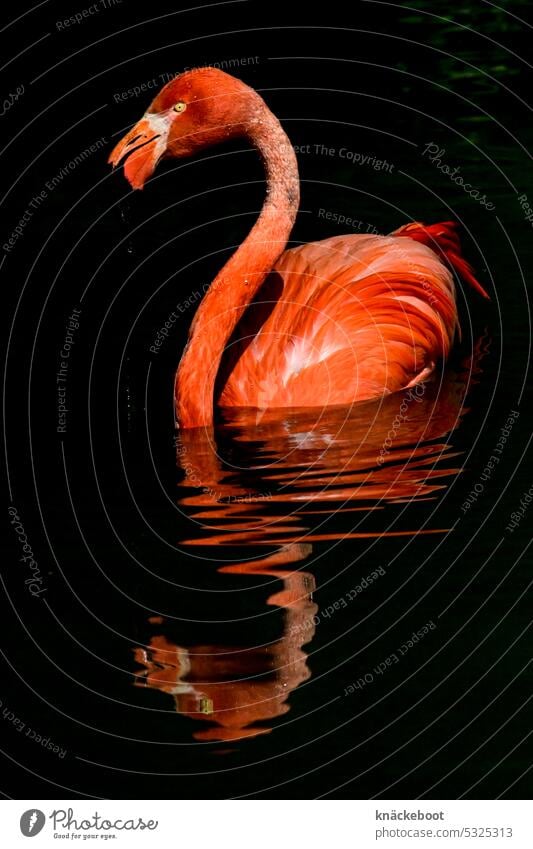 flamingo in water Flamingo Bird Pink Wild animal Exotic Exterior shot Feather Zoo Animal Animal portrait Colour photo Beak