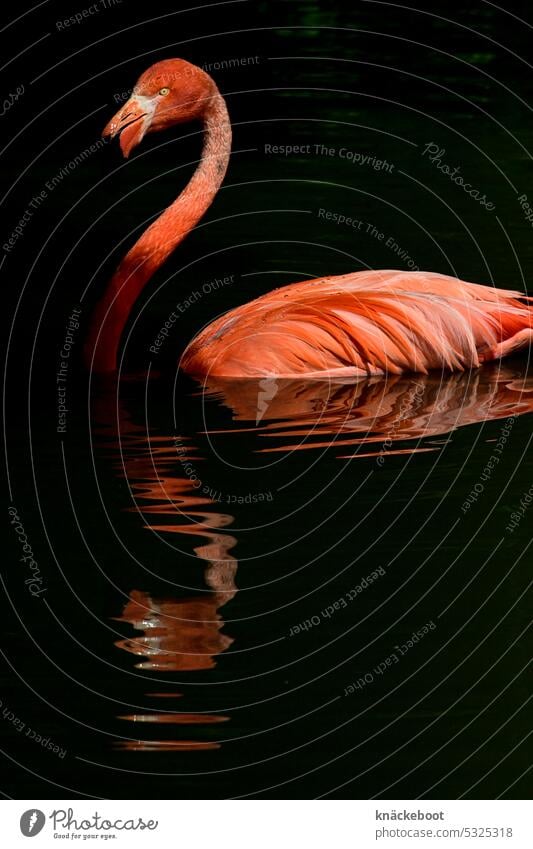 flamingo, reflection Flamingo Pink Bird Animal Wild animal Exotic Feather pretty Animal portrait Zoo Colour photo Beak Elegant