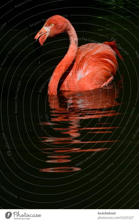 swimming flamingo Flamingo Pink Wild animal Exotic Zoo Bird Feather Water Reflection in the water Colour photo Beak Animal portrait pretty Copy Space bottom