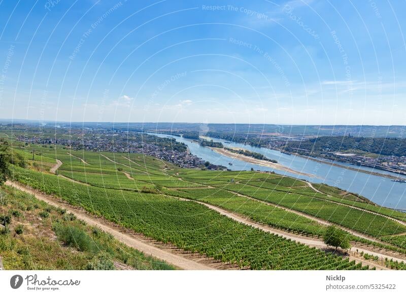 View over vineyards to Rüdesheim on the Rhine, Hesse, Germany and Bingen on the Rhine, Rhineland-Palatinate at low tide aridity Vineyard Wine growing Nature