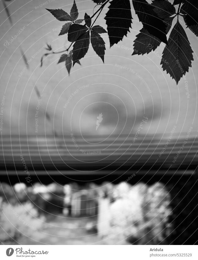 Vine vine, awning, terrace, garden and sunlight vine tendril vine leaves Sun blind Terrace Garden sun protection Light sunshine blurred background Summer