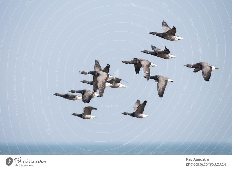 Brent geese Barnacle geese flying in formation Formation flying in formation flight Duck birds Sea geese Goose Mud flats East coast Nature reserve Wetlands