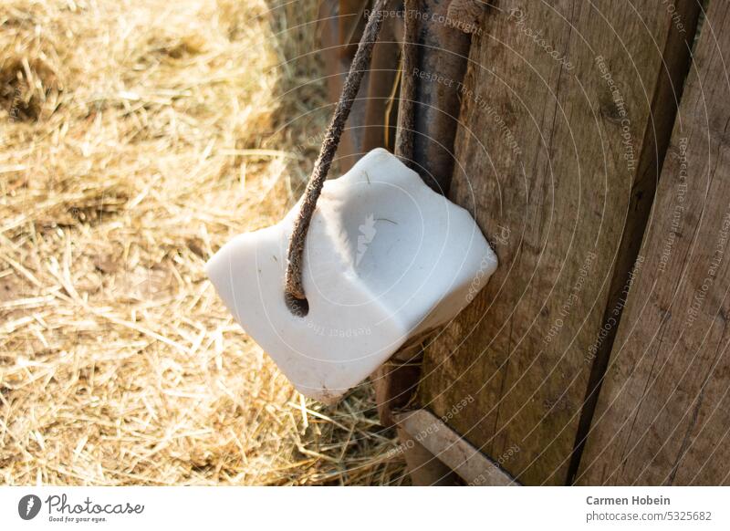 Salt lick for horses tied to a rope wooden hayrack with straw from underground Lick Horse Hay Straw Hay rack Wood Willow tree Meadow Nature Summer Farm Mammal