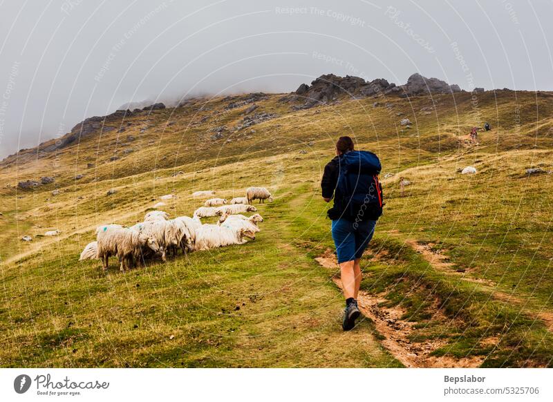 Pilgrim walking next to a flock of sheep along the way of St. James pilgrim pilgrimage path road goat animal mist fog nature pasture grass grazing farming woman