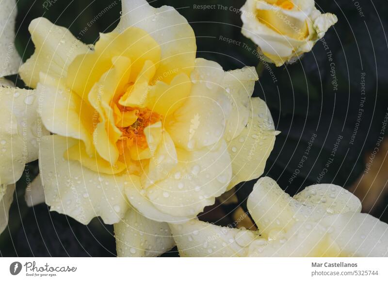 Beautiful yellow rose with water drops on petals close-up. Beautiful yellow rose with water droplets on petals after rain. petals. flower flora plant floral