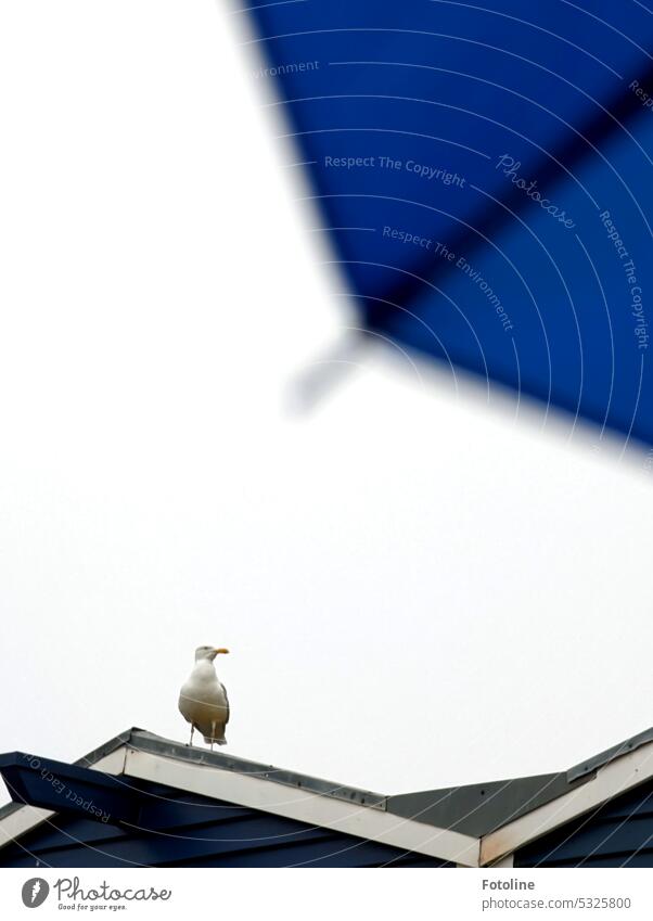 In the upper right corner of the picture is a part of the blue umbrella that you can borrow at the "2 Blaue Buden" on Helgoland. On the roof sits namely already a seagull, which wants to mop my Kibbelinge. But not with me!