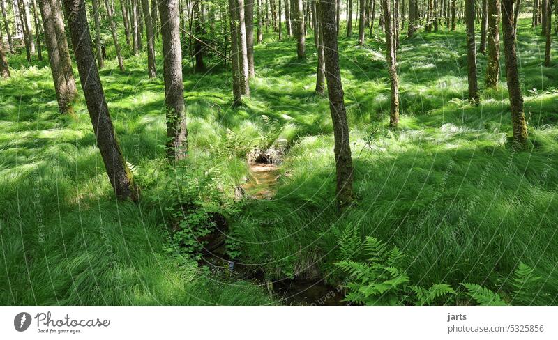 small stream in an idyllic green forest II idyllically Idyll Forest Brook bachlauf Green Sun reflection Nature Landscape Water Environment Tree Calm Reflection