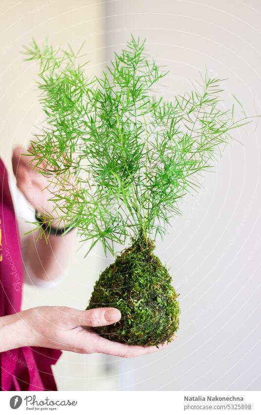 Japanese Hanging Gardens, Kokedama in a hand of a florist, hanging moss Ball agriculture art background backyard ball bonsai botany brown close up close-up