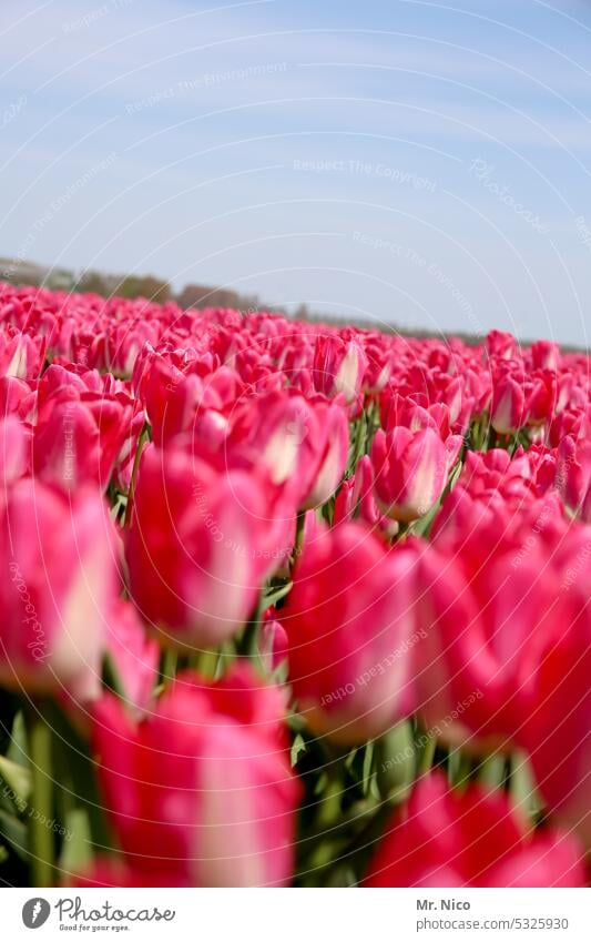 tulips Blue sky Red Flower field pink tulip breeding Flower meadow Netherlands Plant dutch Spring Blossoming Spring flower Tulip blossom Row Tulip field