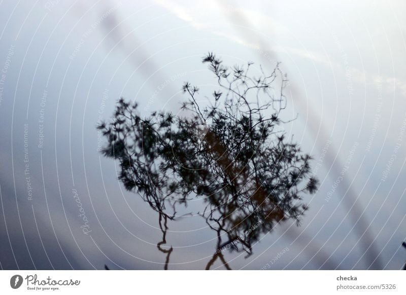 mirroring Lake Reflection Plant Tree Water Twig