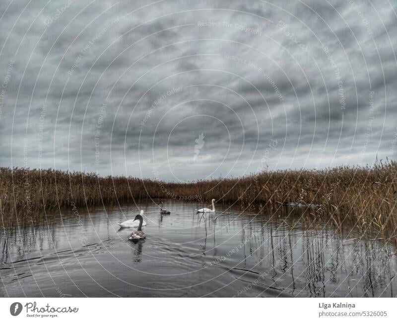 Swans swimming in the lake swans birds Life Multicoloured Flying Nature animals Sky Feather Animal Bird feather hen Beak poultry rooster cock Comb cloud cloudy