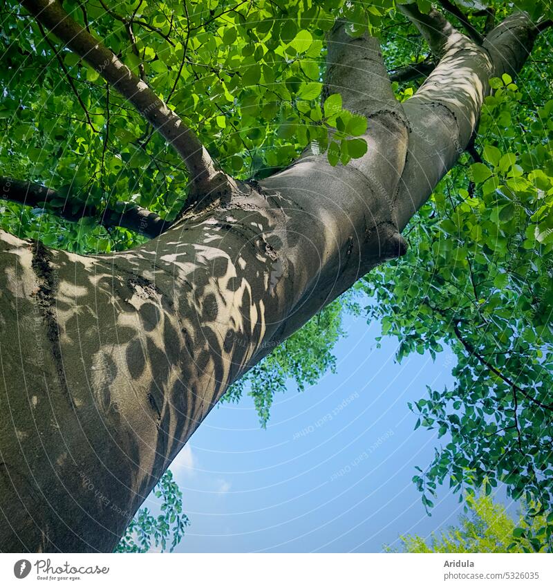 Beech trunk with leaf shadow, blue sky, leaves and light Beech tree Tree trunk branches Wood Forest Shadow Sun Nature Leaf Light Green Plant Exterior shot