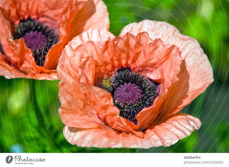 Poppy flower with bee blossom Blossom Twilight Relaxation awakening holidays spring Spring spring awakening Garden allotment Garden allotments bud Deserted