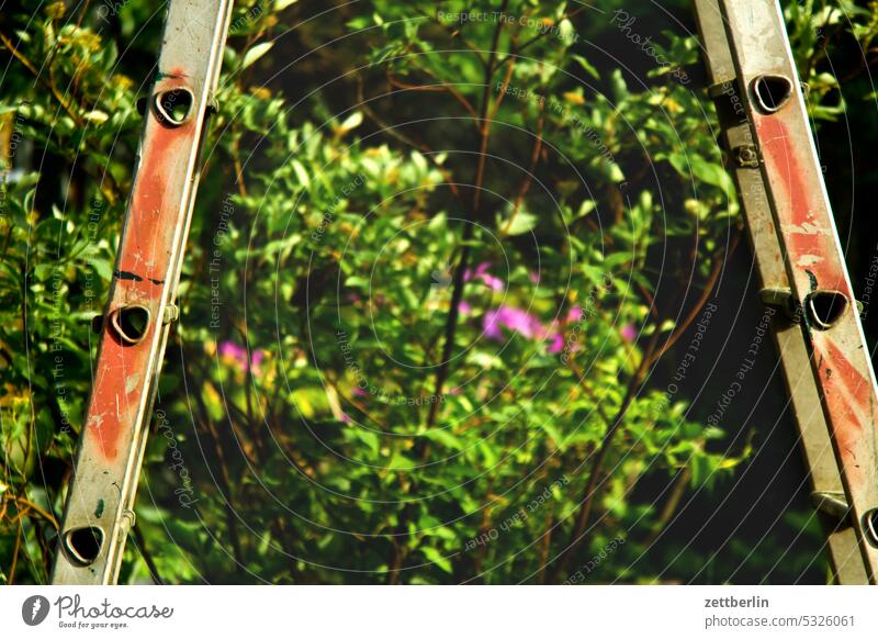 Stepladder in the garden again Branch Tree blossom Blossom holidays spring Spring spring awakening Garden Hedge Sky allotment Garden allotments Ladder Deserted