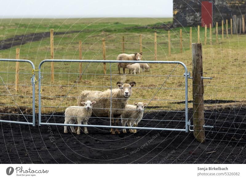 Coming Home.... Sheep Lamb Farm Landscape Village Stable Gate Fence Rain Wait inquisitorial iceland trip Iceland Icelandic Meadow Willow tree Wool Cute