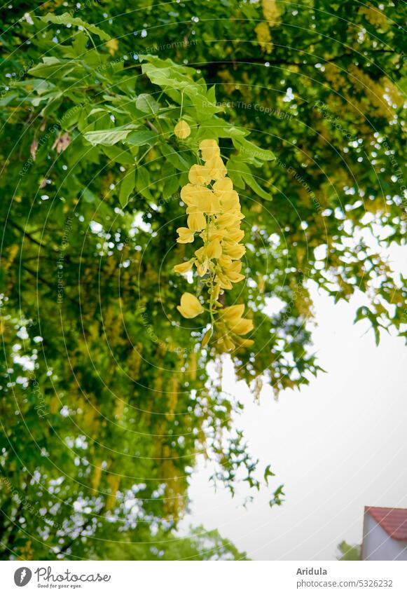 shower of gold Goldenchain tree shrub blossoms House (Residential Structure) Spring Laburnum venomously Poisonous plant Garden ornamental shrub Yellow Green