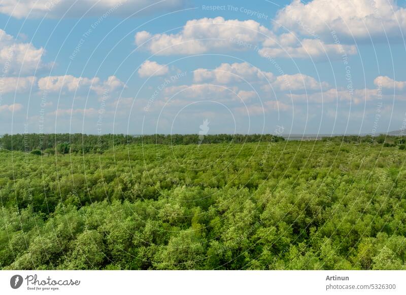 Green mangrove forest capture carbon dioxide. Net zero emissions. Mangroves capture CO2 from atmosphere. Blue carbon ecosystems. Aerial view of mangrove trees and white cumulus clouds on blue sky.