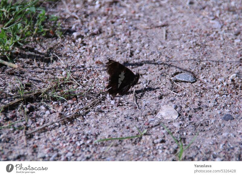 photo of a butterfly sitting on the ground wing nature insect colourful colours wild animal summer wildlife beauty beautiful natural environment green garden