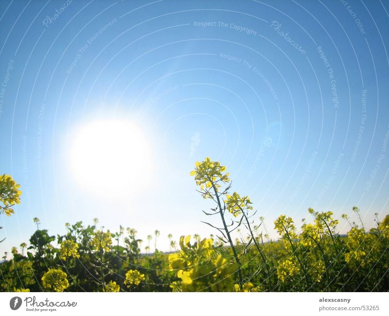 flower meadow Flower meadow Meadow Sunbeam Summer Blue sky beautiful day