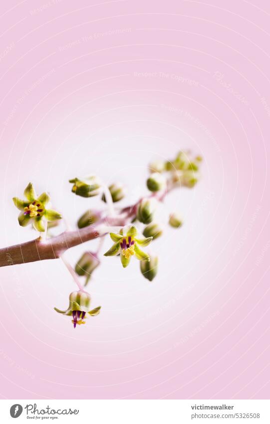 Flowers of silver squill plant flower background succulent copy space ledebouria purple studio shot macro seasonal closeup nature ornamental plant flora botany