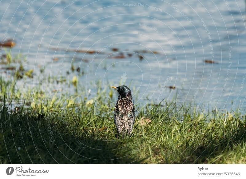 Wild Bird Common Starling Near Water In Spring Day. Sturnus Vulgaris In Natural Habitat. Wildlife. Starling In Natural Environment. Also Known As European Starling Or Just Starling