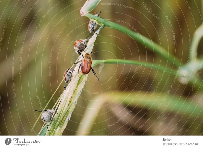 Bread Beetle, Or Kuzka Anisoplia Austriaca Is Beetle Of Lamellar Family, Dangerous Pest Of Cereals. Insects Pest Of Agricultural Crops Grain Beetles On Wheat Ear On Background Of Wheat Field