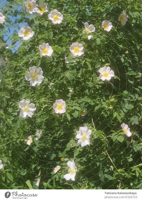 Blooming bush of Rosa canina, commonly known as the dog rose, is a variable climbing, wild rose species native to Europe, northwest Africa, and western Asia.