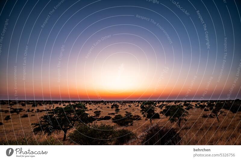 The first light Dream Dawn in the morning Sunrise Kalahari desert Namibia Far-off places Africa Wanderlust travel Colour photo Landscape Loneliness Adventure