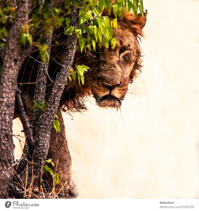 come play with me Animal portrait Exterior shot Hunting Risk Animal protection Land-based carnivore Dangerous Force Fantastic Exceptional Pelt Lion Wild animal