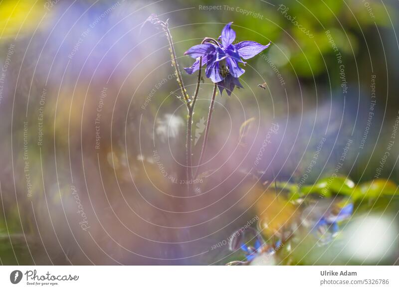 Mainfux| Blue columbine in sunlight , by alpenfux in garden Shallow depth of field Back-light Neutral Background Deserted Macro (Extreme close-up) Detail