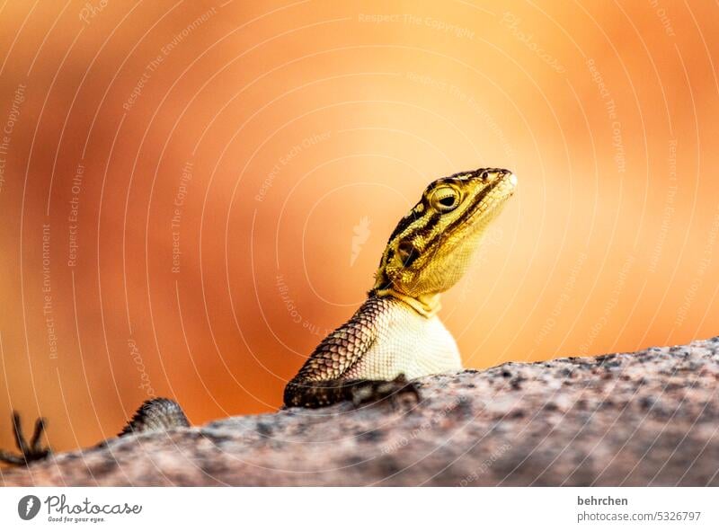 come on, look at me! Flake scaly creepers Common agama Damara land Namibia Africa Agamidae lizard Freedom Far-off places Adventure Wild animal Animal face