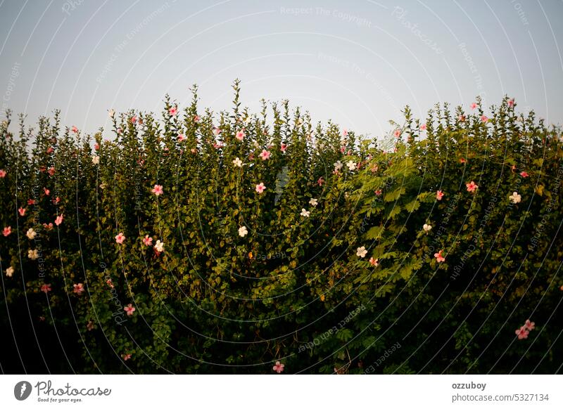 wild flowers plant blooming in the spring season field summer green nature botany flora purple floral wildflower beautiful garden outdoor colorful red