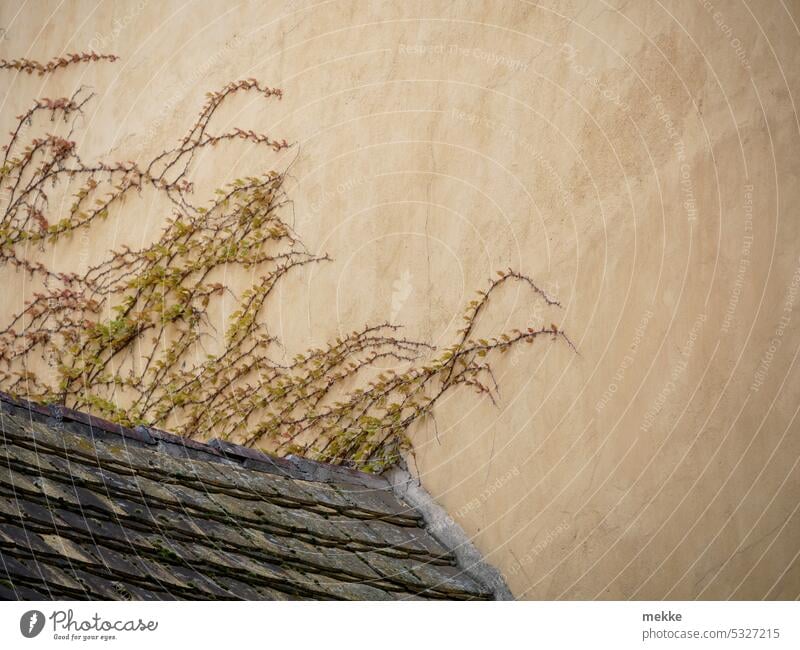 Wild vine overtakes old roof Vine Facade Wall (barrier) Creeper Tendril Virginia Creeper Wall (building) Overgrown Growth Fresh New Spring house wall Plaster