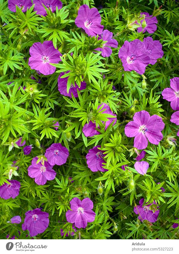 (not so) Blood Red Cranesbill Blood red cranesbill Flower shrub Spring Plant Blossom Nature Geranium Violet Green Garden Garden Bed (Horticulture)