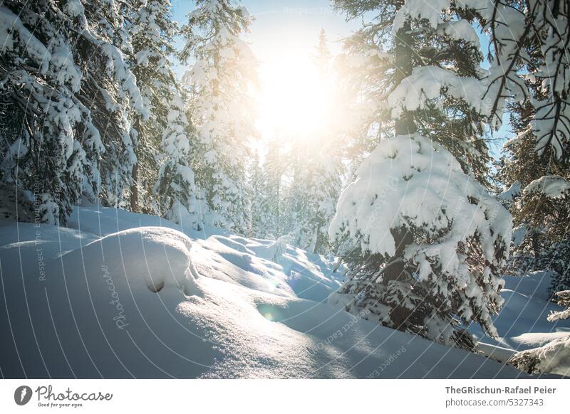 Snowy forest with backlight and sunshine Winter Switzerland Cold Beautiful weather Sunlight Forest Landscape White Tree Colour photo Calm Winter vacation snowy