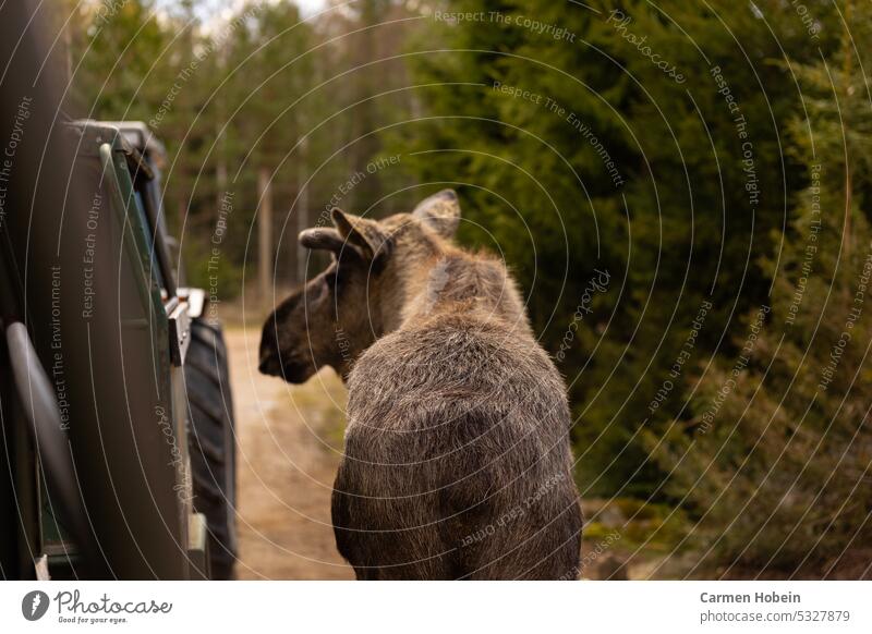 Moose from behind with green firs on the right and a vehicle on the left Elk Vehicle Firs green outside Landscape Exterior shot Green Forest Environment