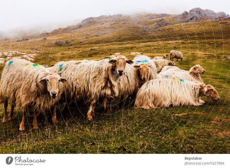 A flock of sheep grazing in the mist at early morning nature animal farming fog misty foggy pasture rural white field grass group meadow livestock looking wool